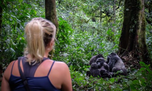Uganda Gorilla Trekking Safari Bwindi
