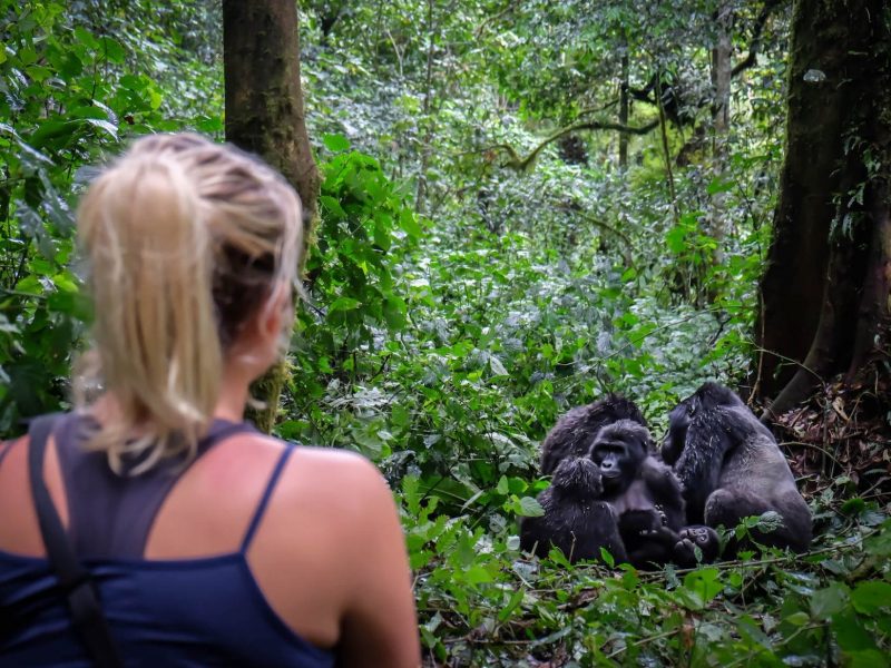 Uganda Gorilla Trekking Safari Bwindi