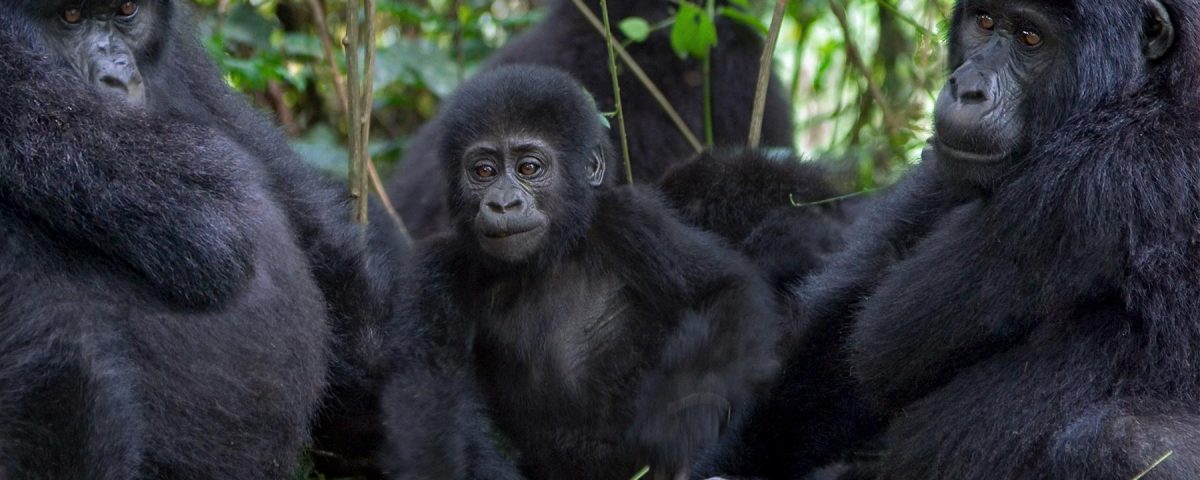 Booking gorilla trekking permits in Uganda
