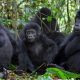 Booking gorilla trekking permits in Uganda