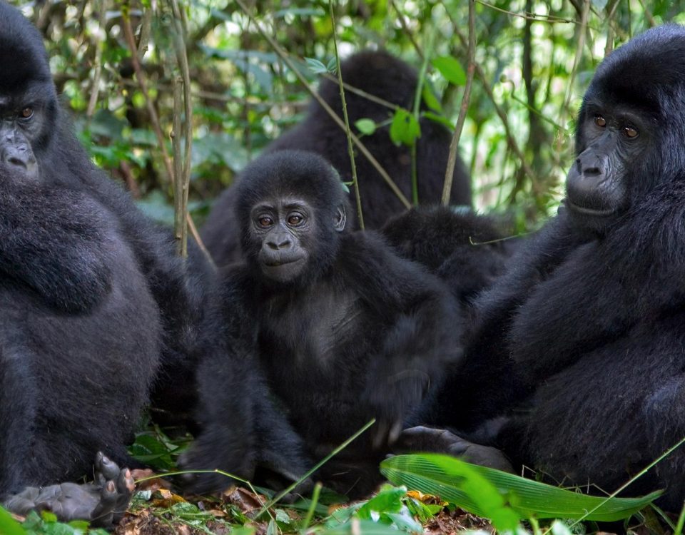 Booking gorilla trekking permits in Uganda