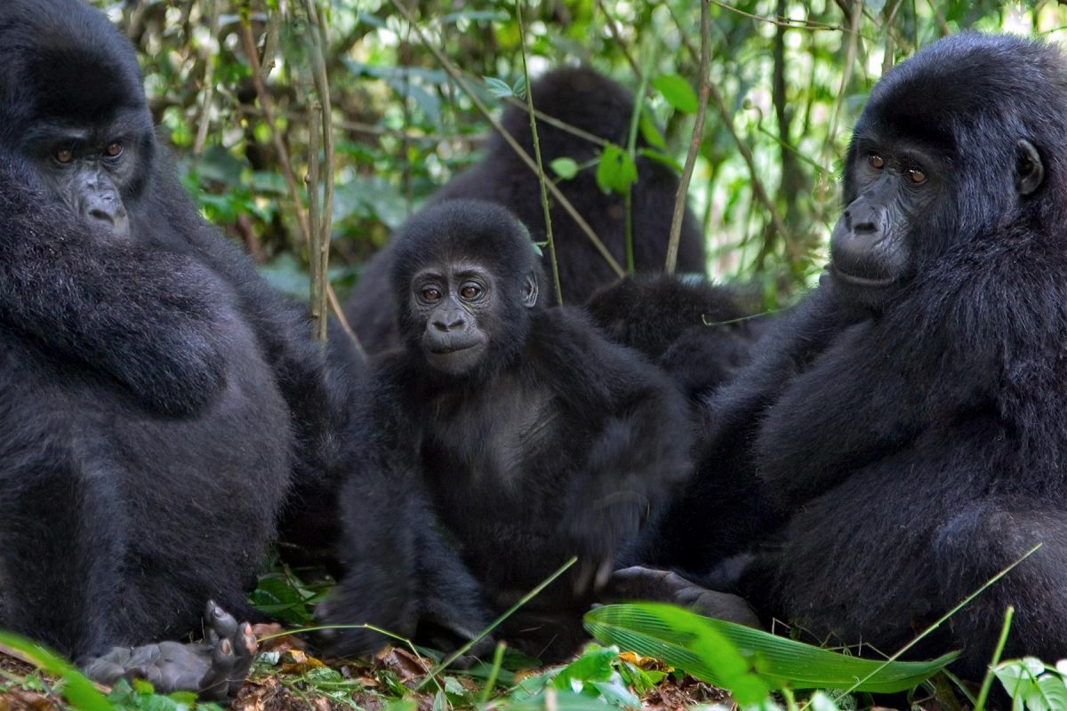 Uganda Primates Tour