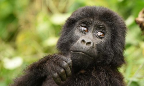 Booking early bird gorilla Holidays