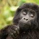 Booking early bird gorilla Holidays