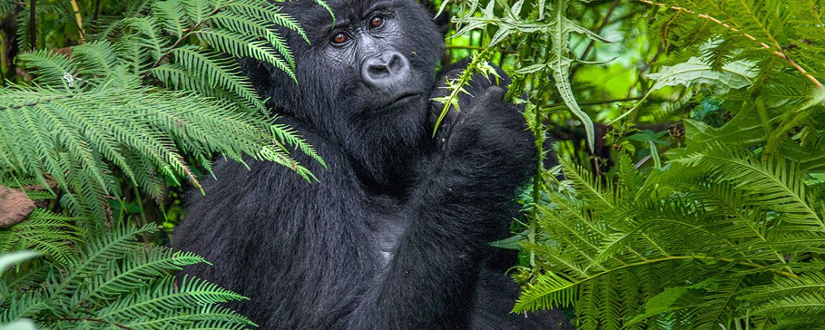 Western Uganda Gorilla Safari