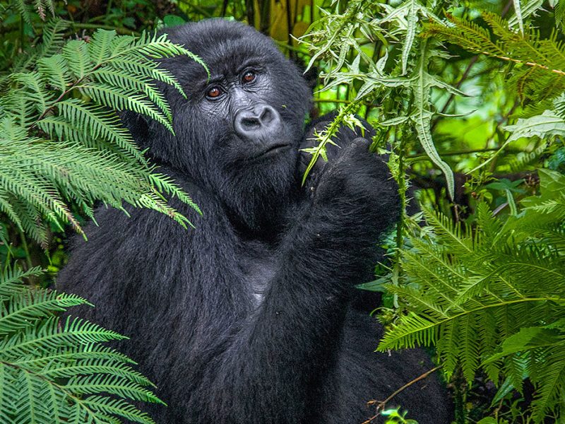 Western Uganda Gorilla Safari