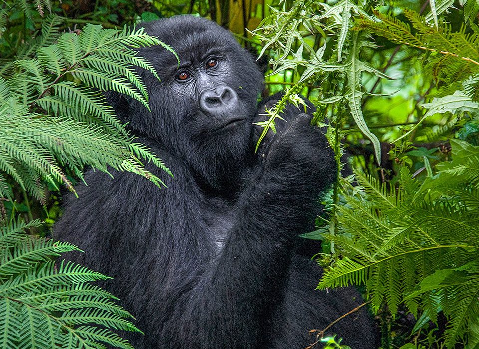 Western Uganda Gorilla Safari