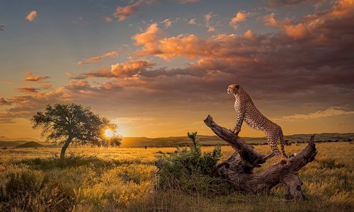 2-slide-namibia-cheetah-hunting-sunset-pano