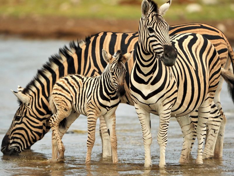 Lake Mburo National Park Safari