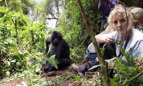 Uganda Gorilla Trekking Safari Bwindi