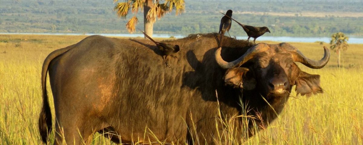 Uganda Savannah Wildlife Tour