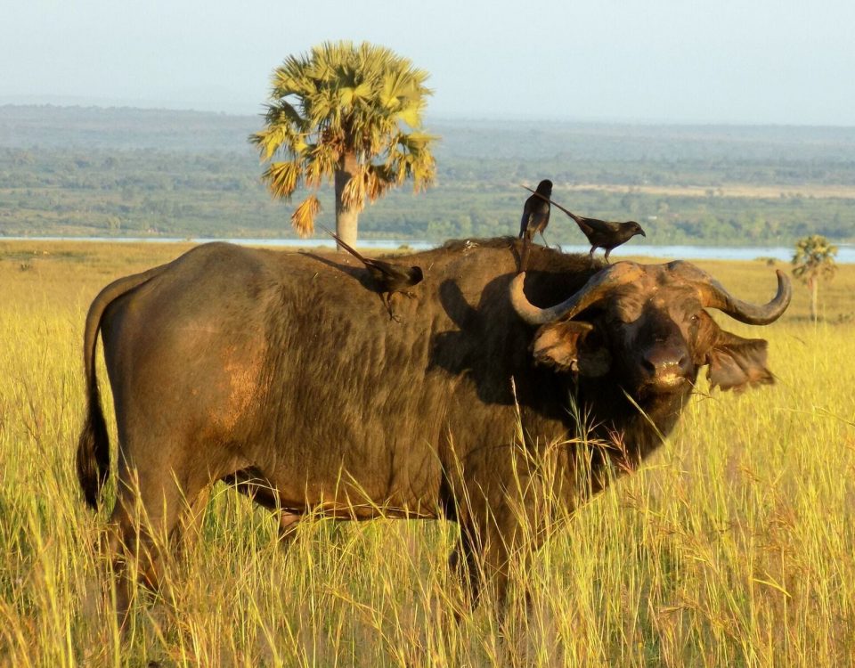 Uganda Savannah Wildlife Tour