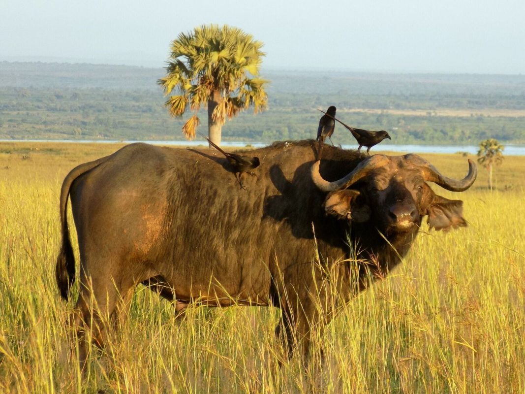 Uganda Savannah Wildlife Tour