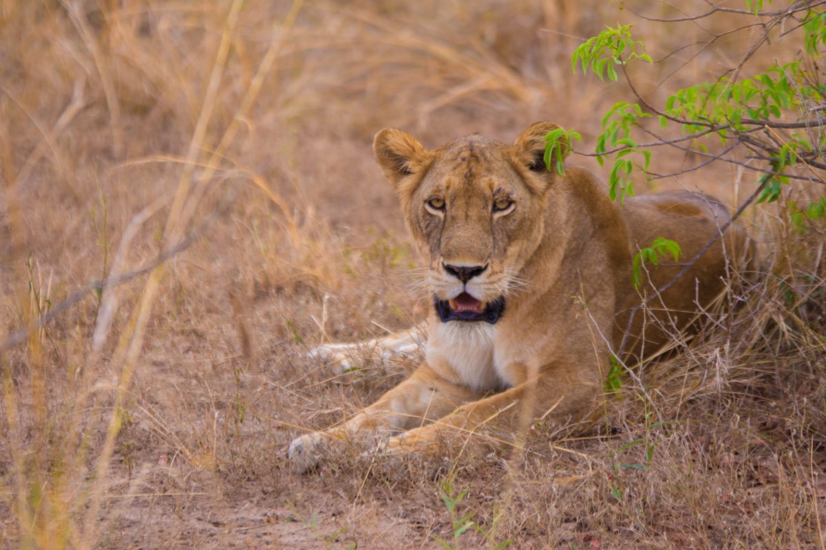 Big 5 Safaris in Kenya