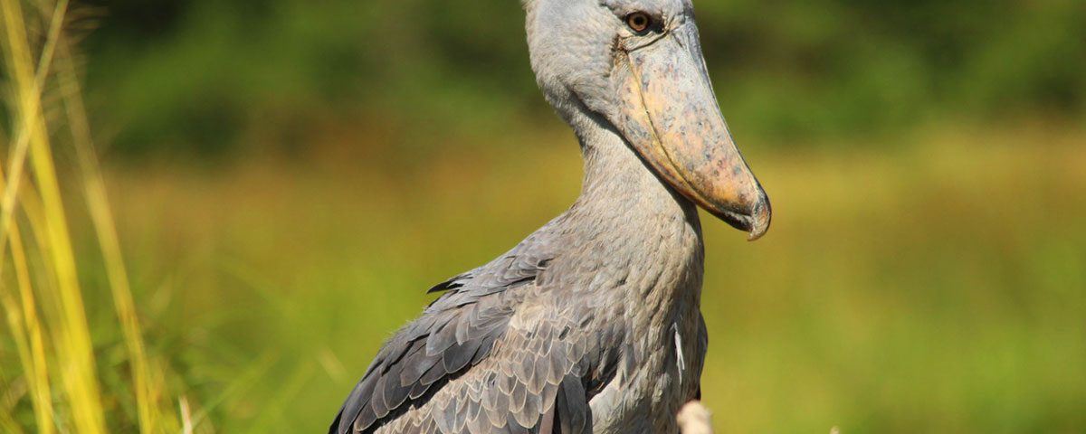 Best Time for Birding Safaris