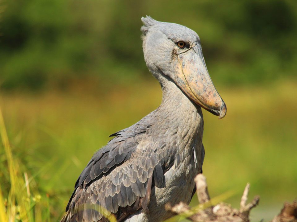 Best Time for Birding Safaris