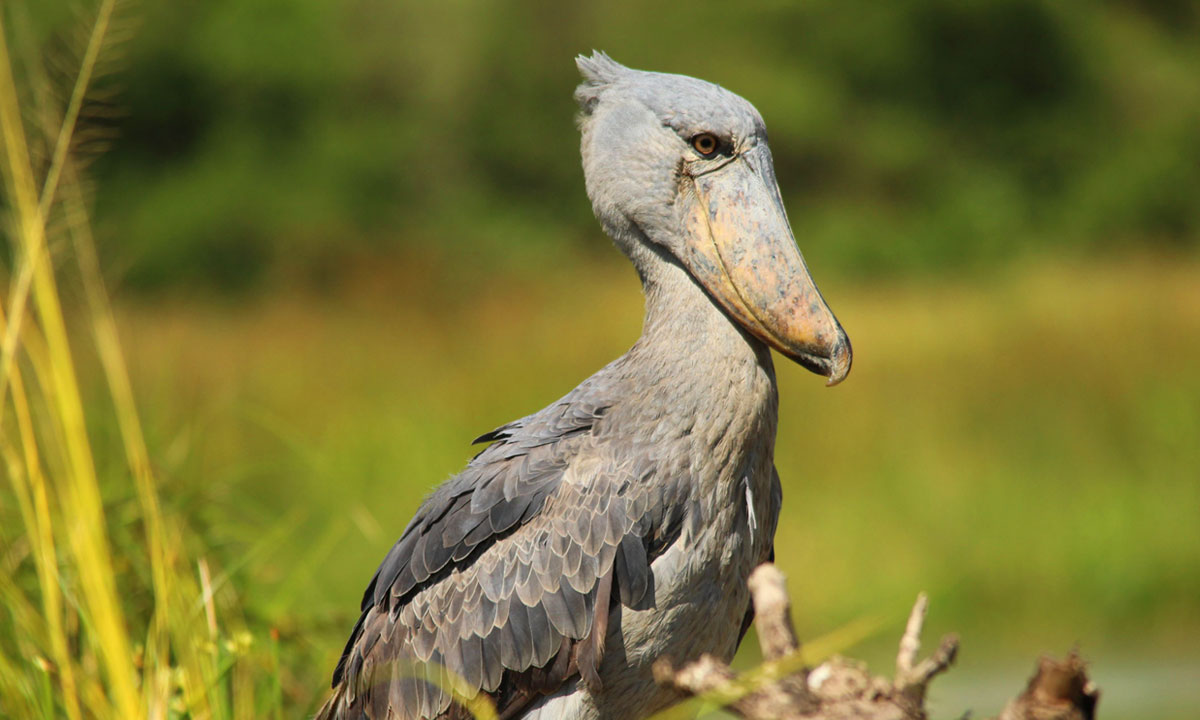 Best Time for Birding Safaris