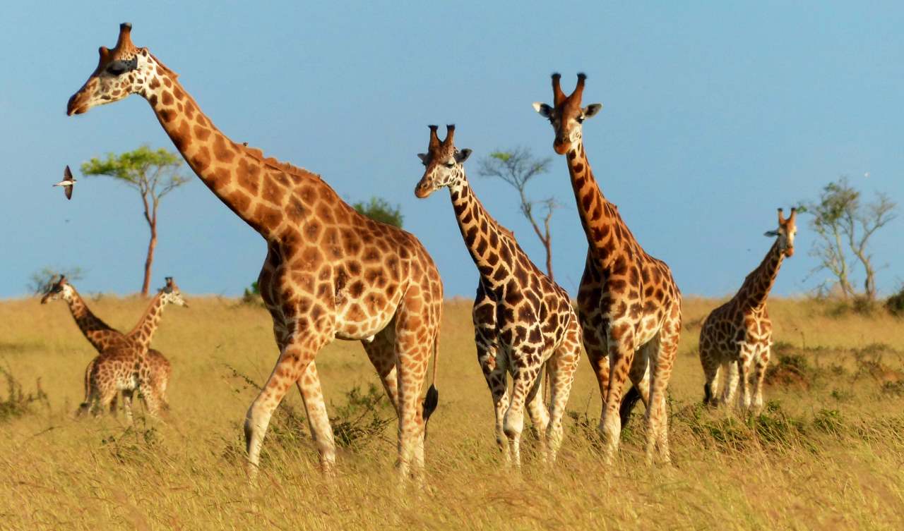 Uganda Tours - adventure tours 