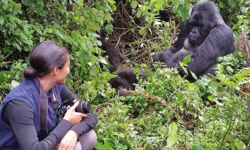 Uganda Gorilla Trekking Safaris Bwindi