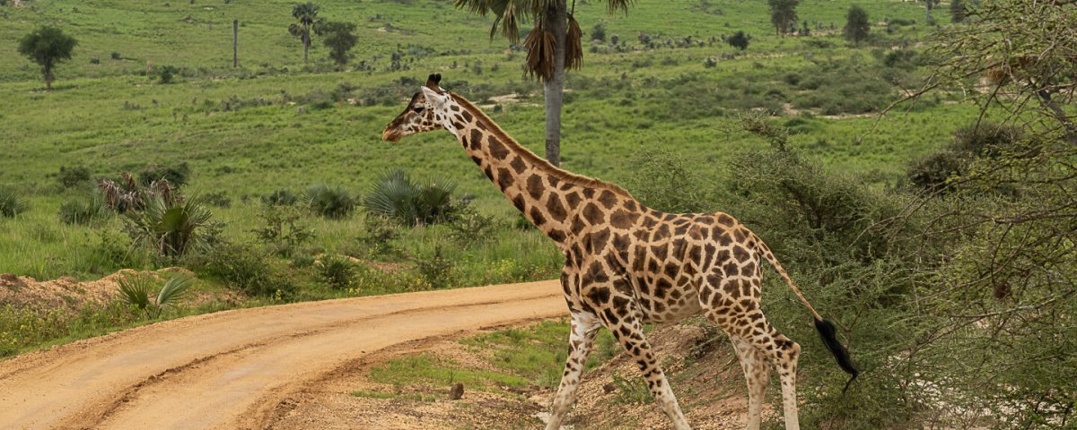 Game Viewing Adventure in Murchison Falls National Park