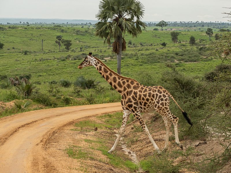Game Viewing Adventure in Murchison Falls National Park
