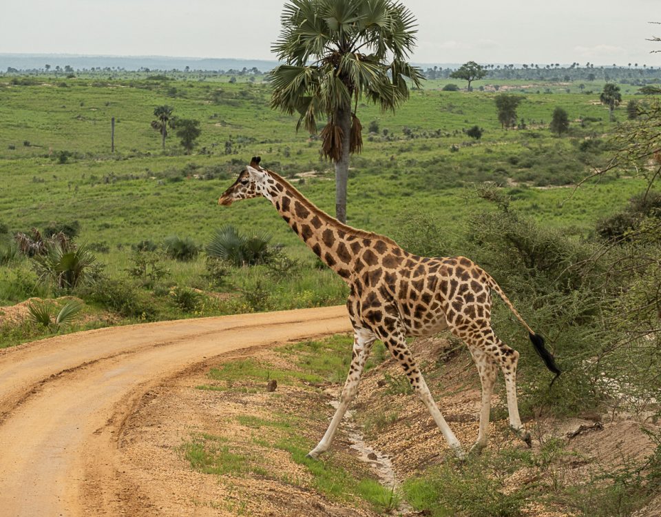 Game Viewing Adventure in Murchison Falls National Park