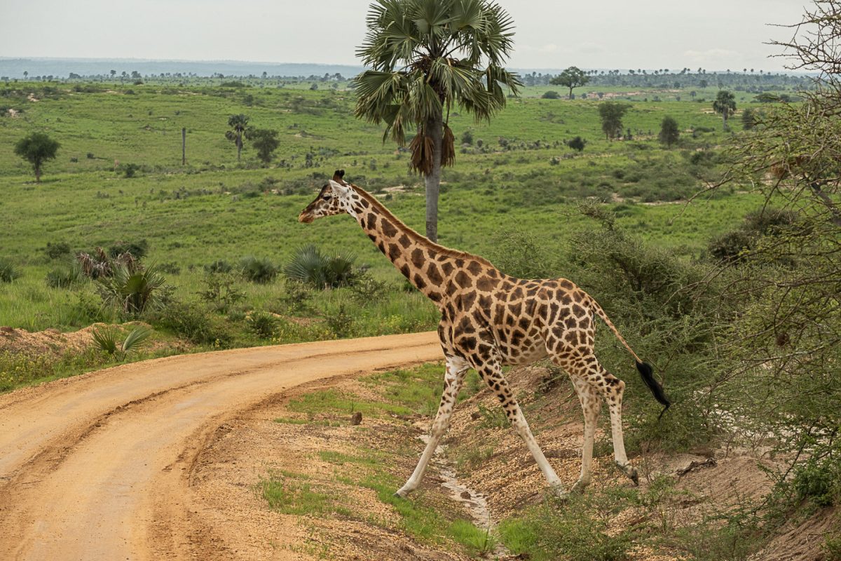 Game Viewing safaris