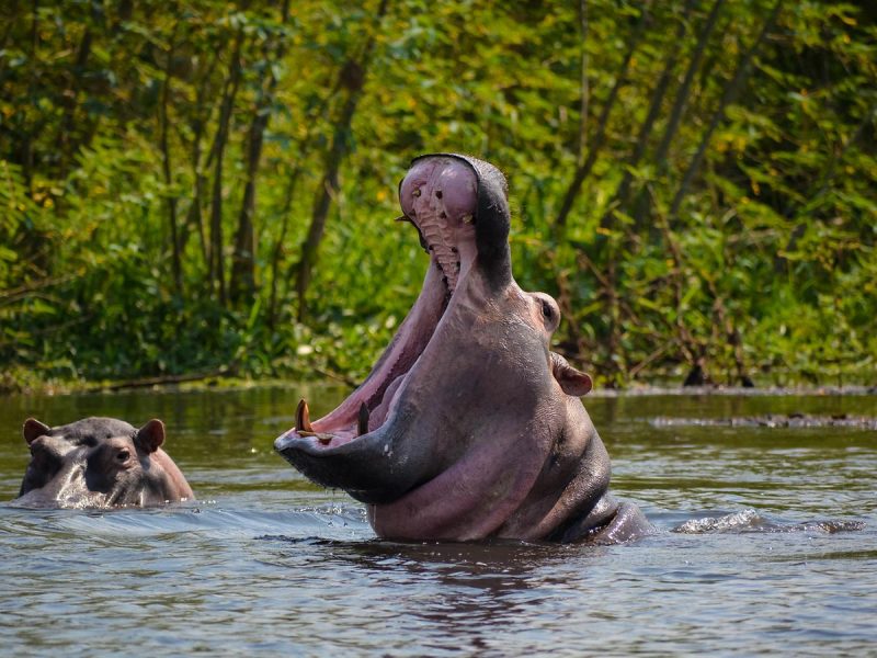 Uganda Adventure Safari