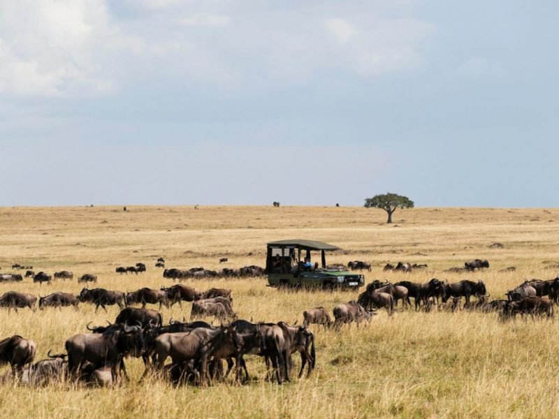 Combined East Africa Safaris