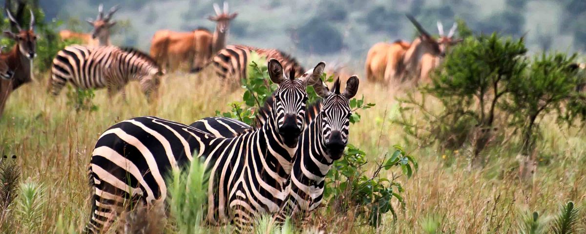 Wildlife Safaris in Rwanda