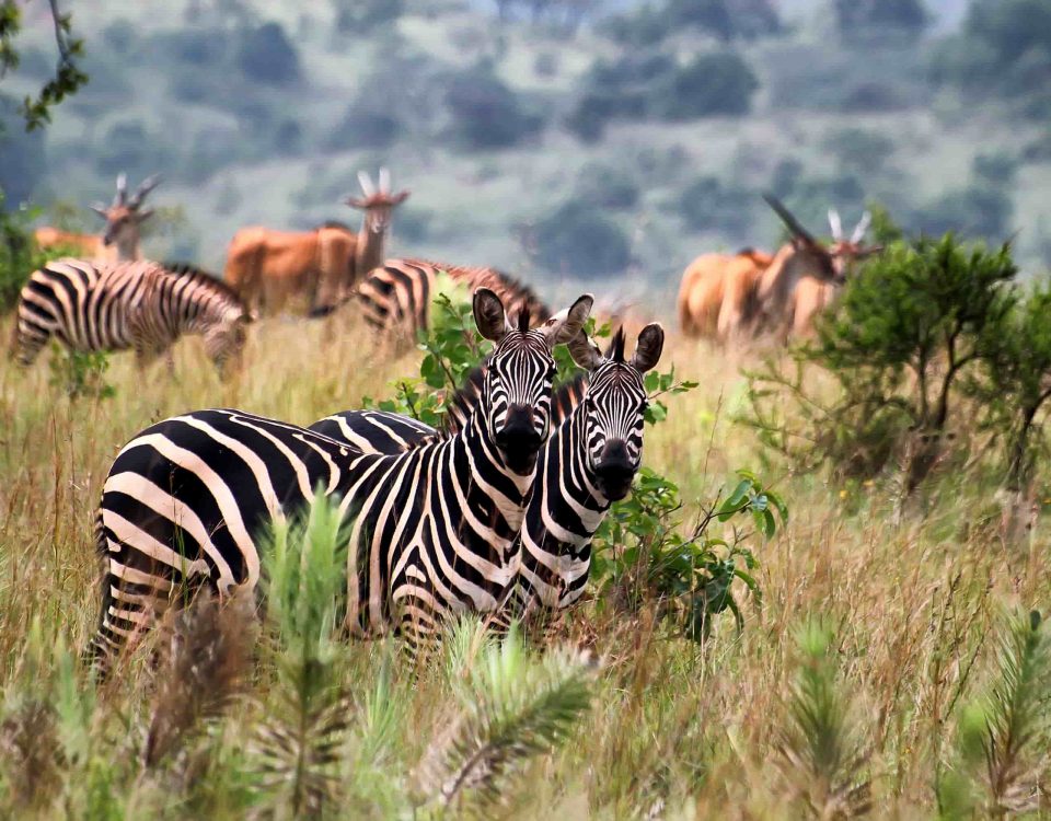 Wildlife Safaris in Rwanda