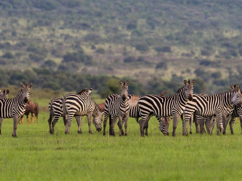 Budget Uganda Safaris