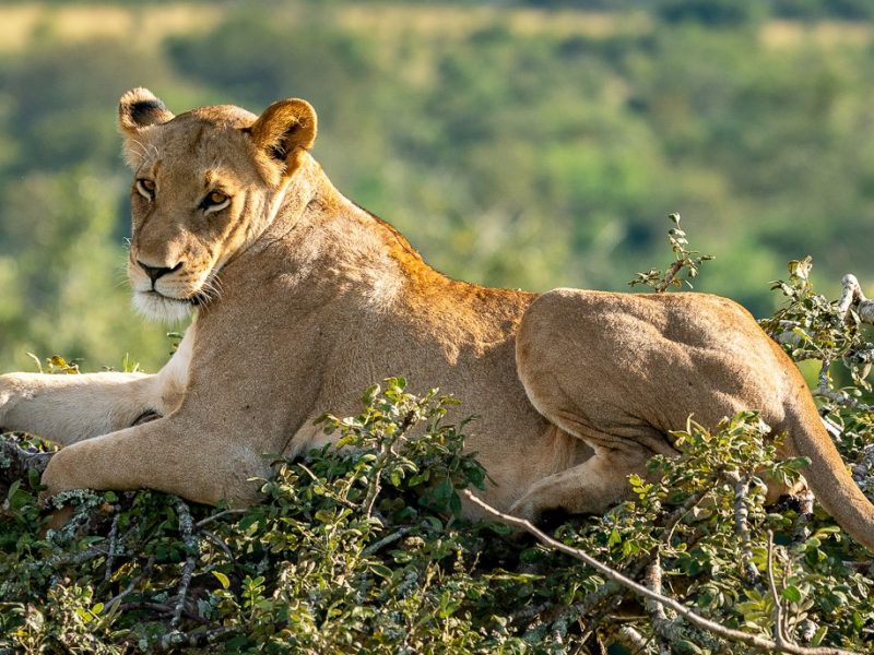 Uganda Rwanda Safari