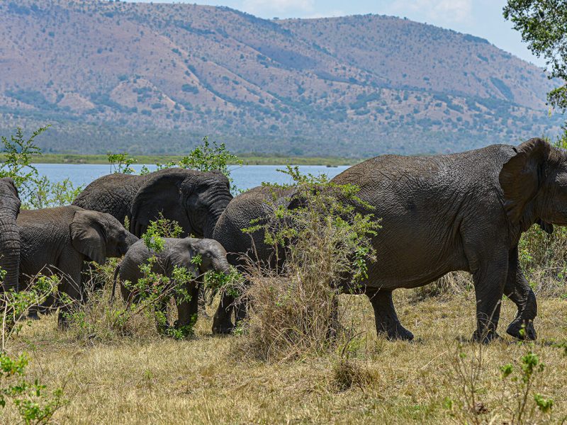 Rwanda Safari Trip