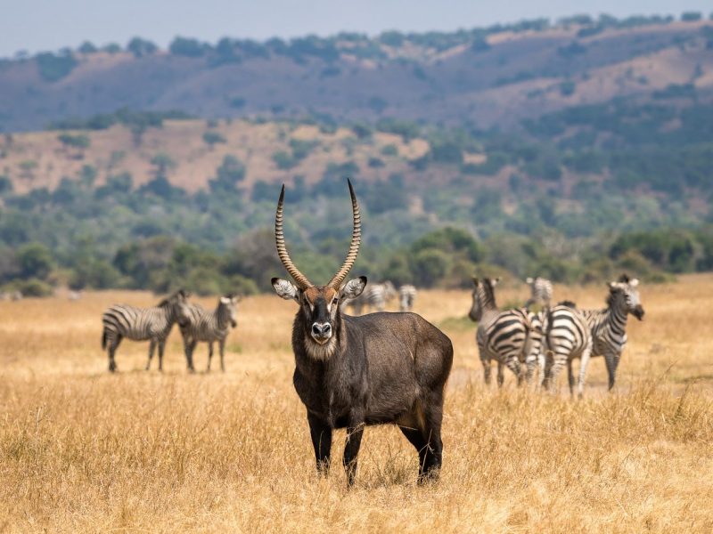 Rwanda Bird Watching Safari