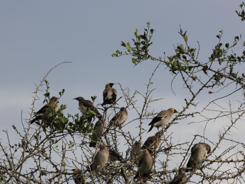 Birding Safari