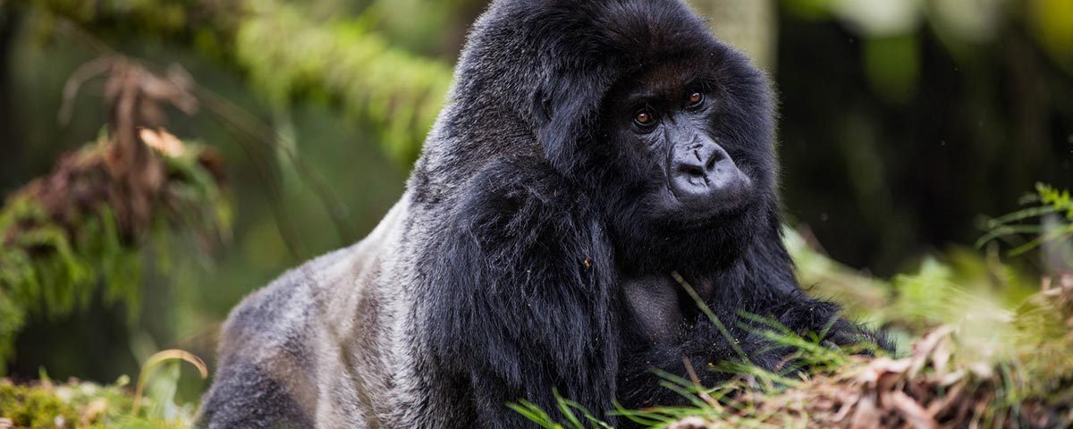 How many gorilla families are in Uganda?