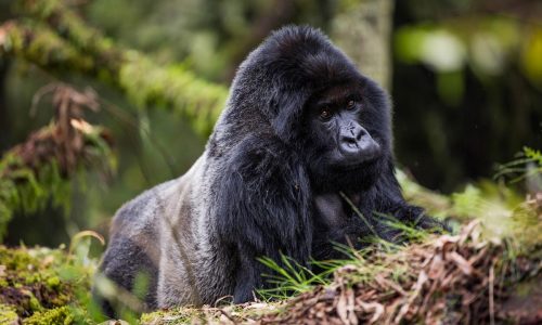 How many gorilla families are in Uganda?
