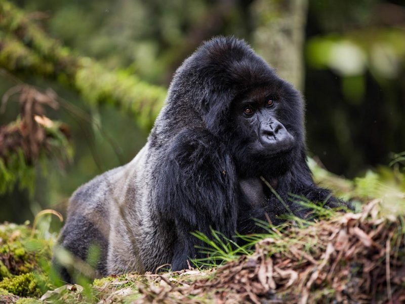How many gorilla families are in Uganda?