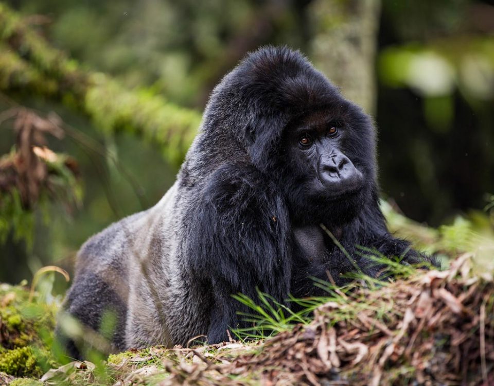 How many gorilla families are in Uganda?