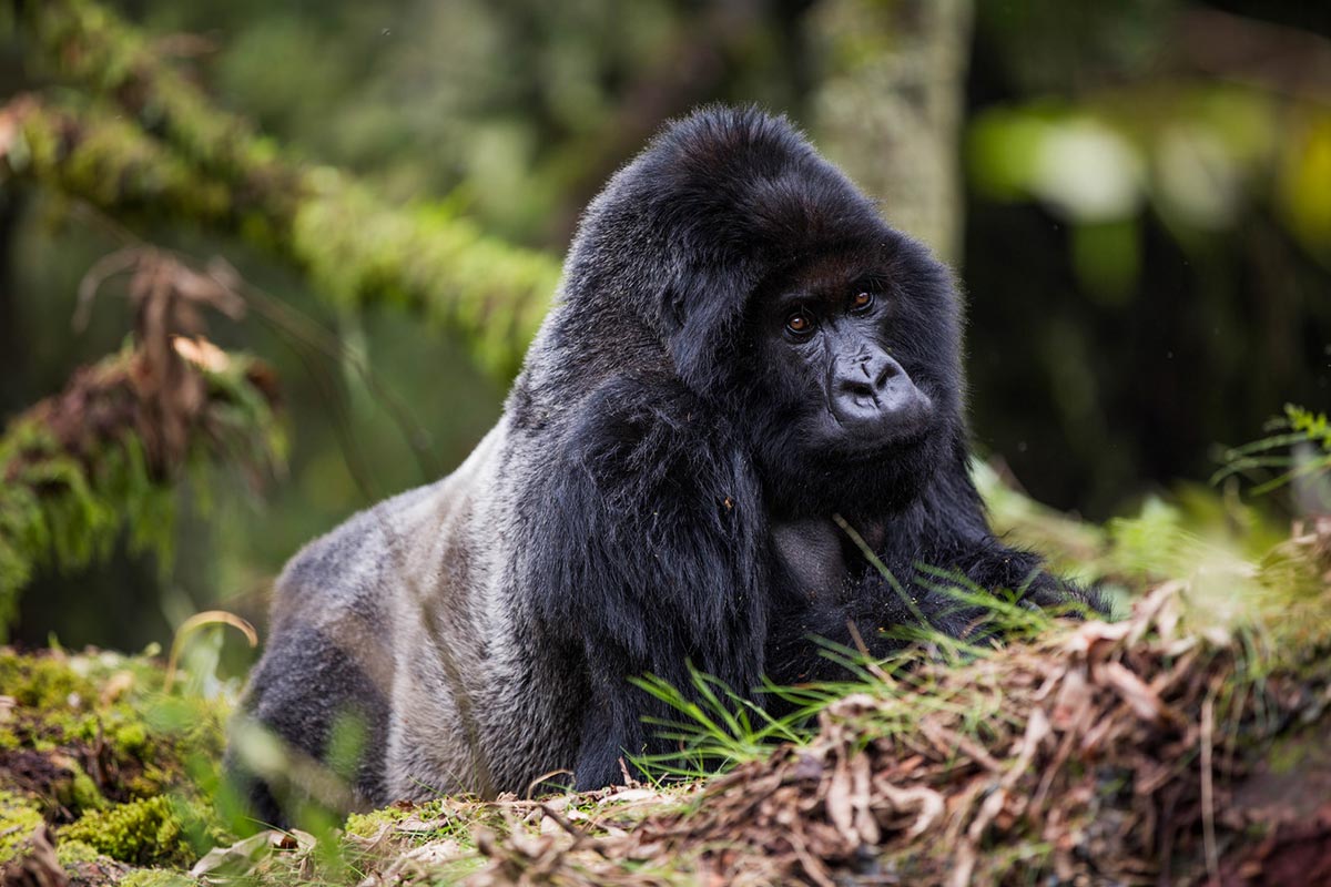Gorilla Trekking - minimum age