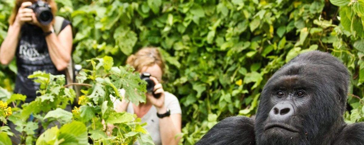 10 Days Gorillas, wildlife and Beach Safari