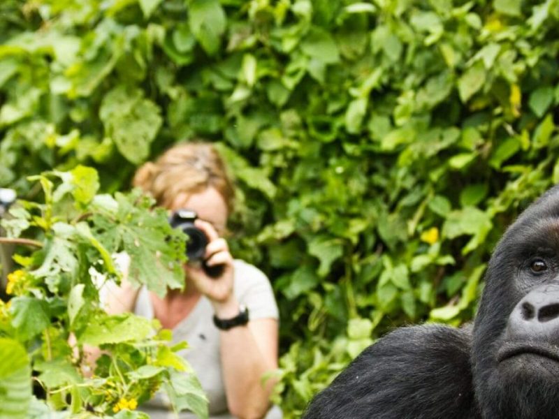 10 Days Gorillas, wildlife and Beach Safari