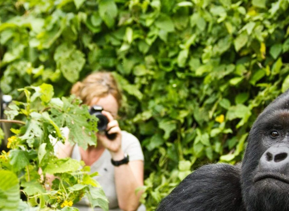 10 Days Gorillas, wildlife and Beach Safari