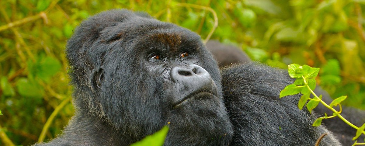 How long does a gorilla trekking experience last?