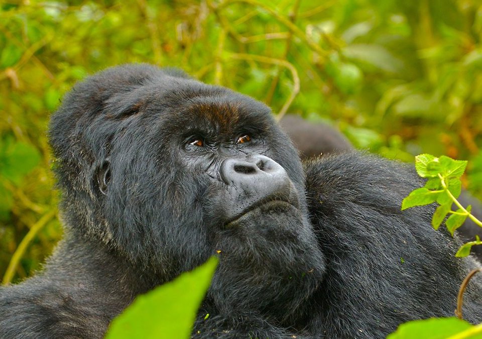 How long does a gorilla trekking experience last?