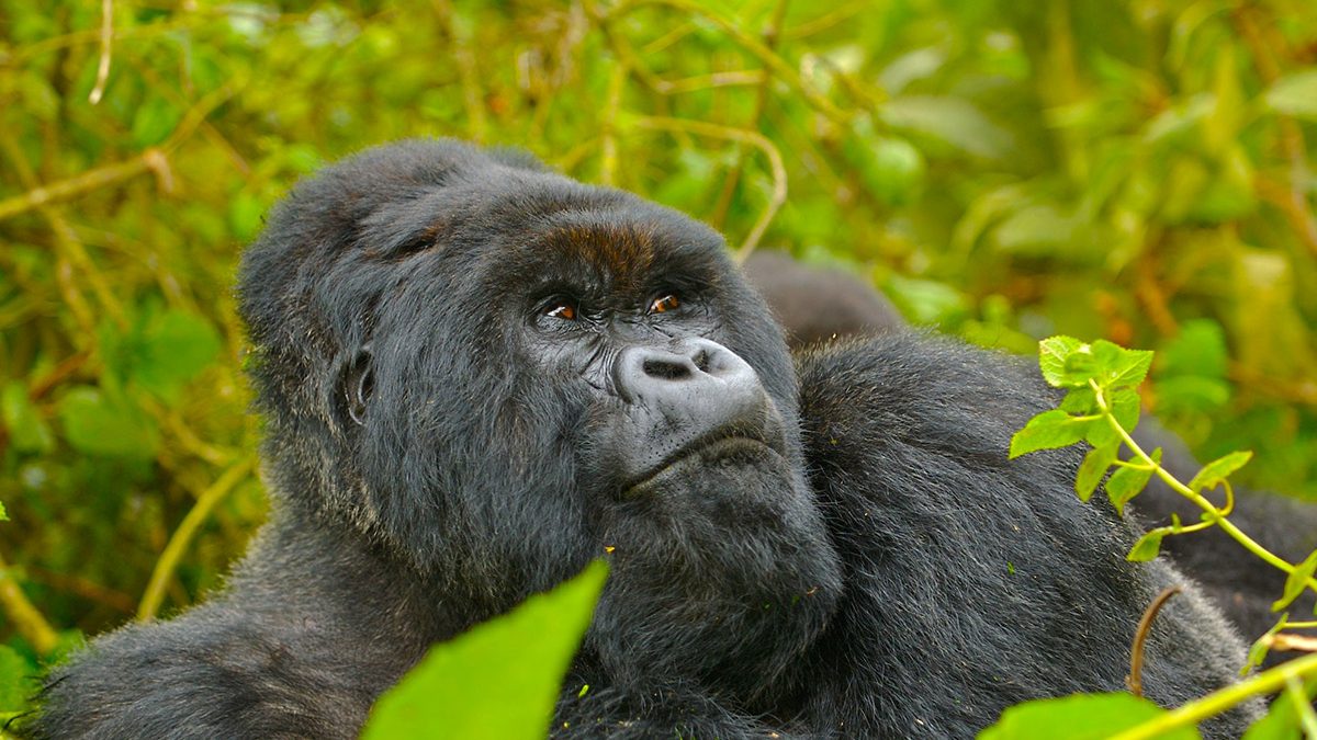 Gorilla trekking in Rwanda
