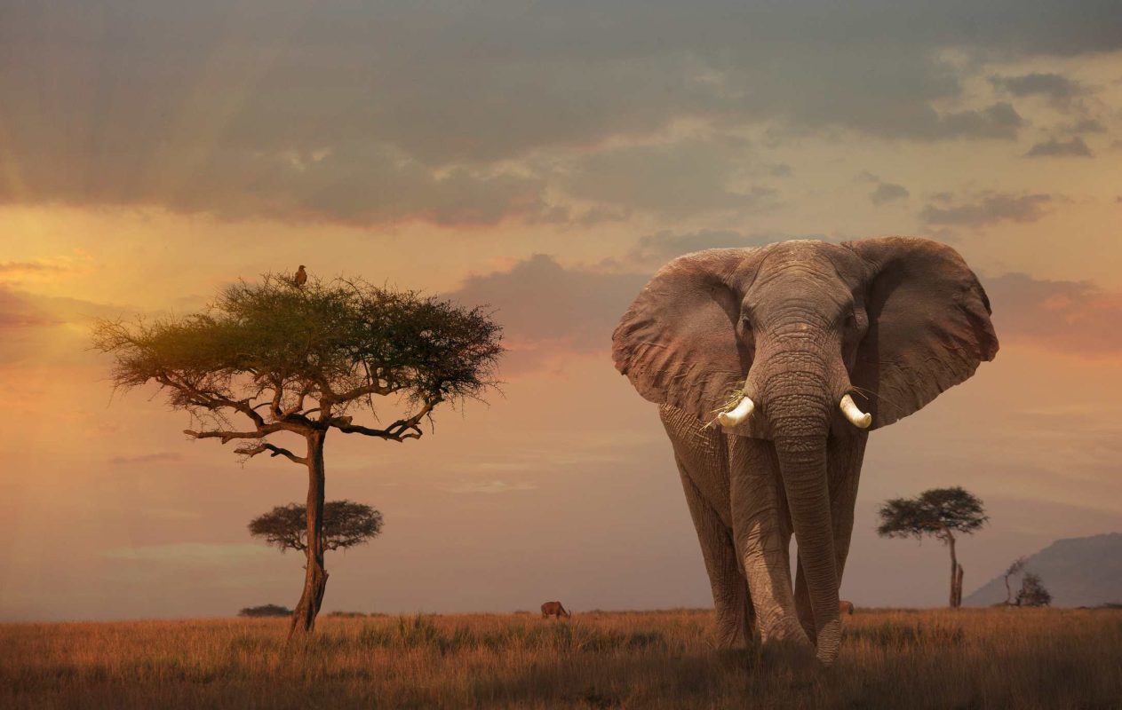 Best Things to Do in East Africa