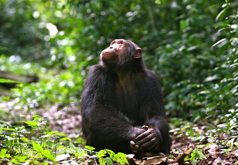 Primate Safaris in Rwanda