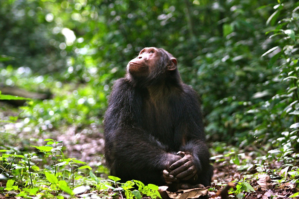chimp-tracking - Top Adventure activities in Rwanda